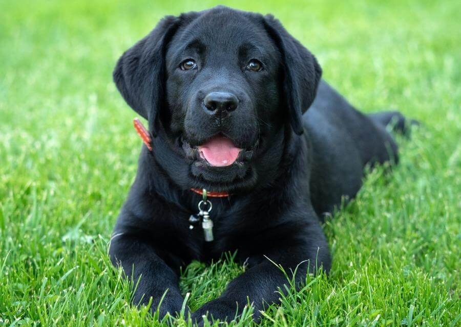 black dog in grass
