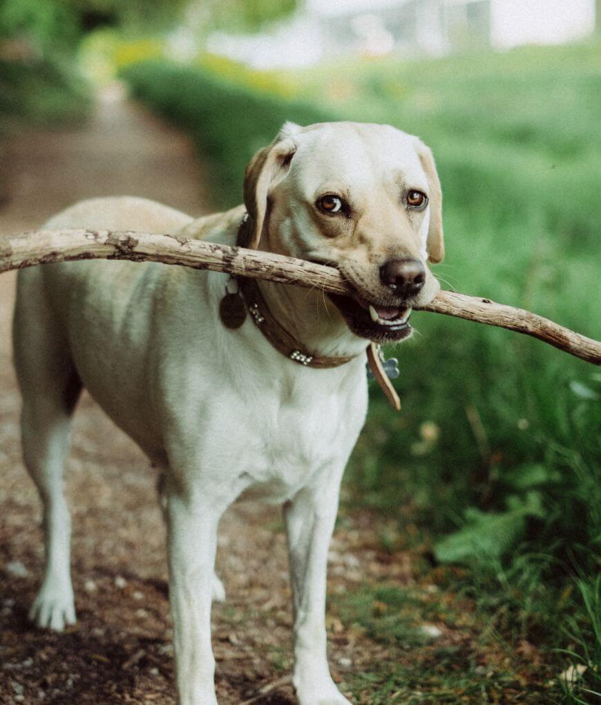 dog holds a stick in his mouth