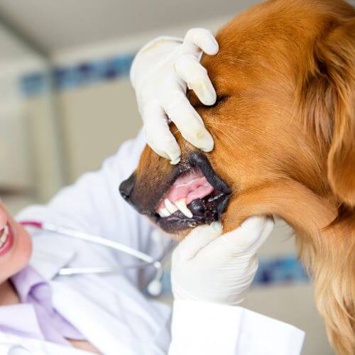 vet checks dog`s teeth