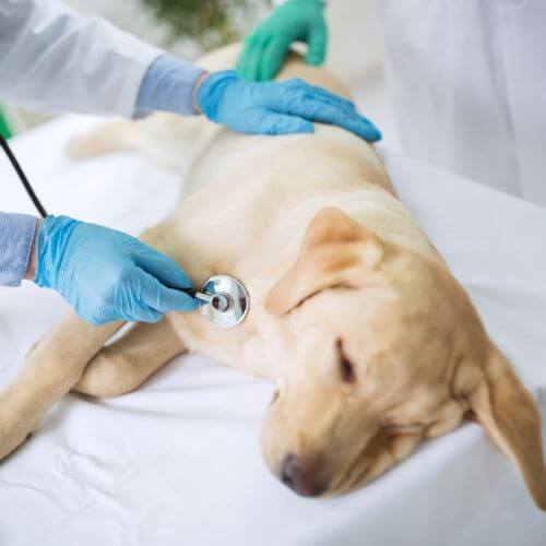 vet checks dog`s wellness