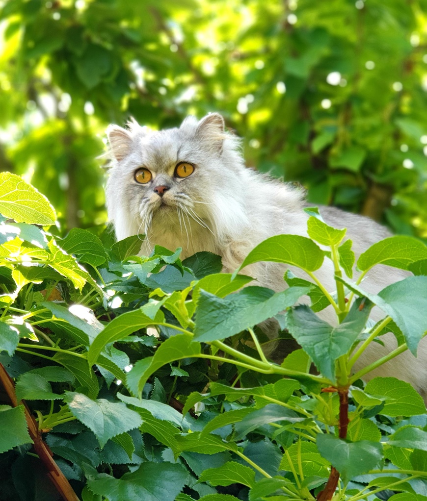 Cat in nature
