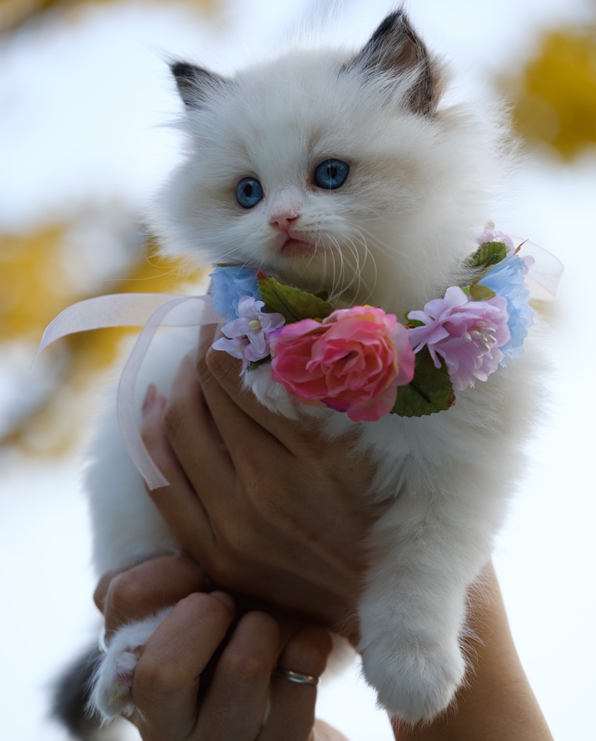 cute kitten in someone`s hand