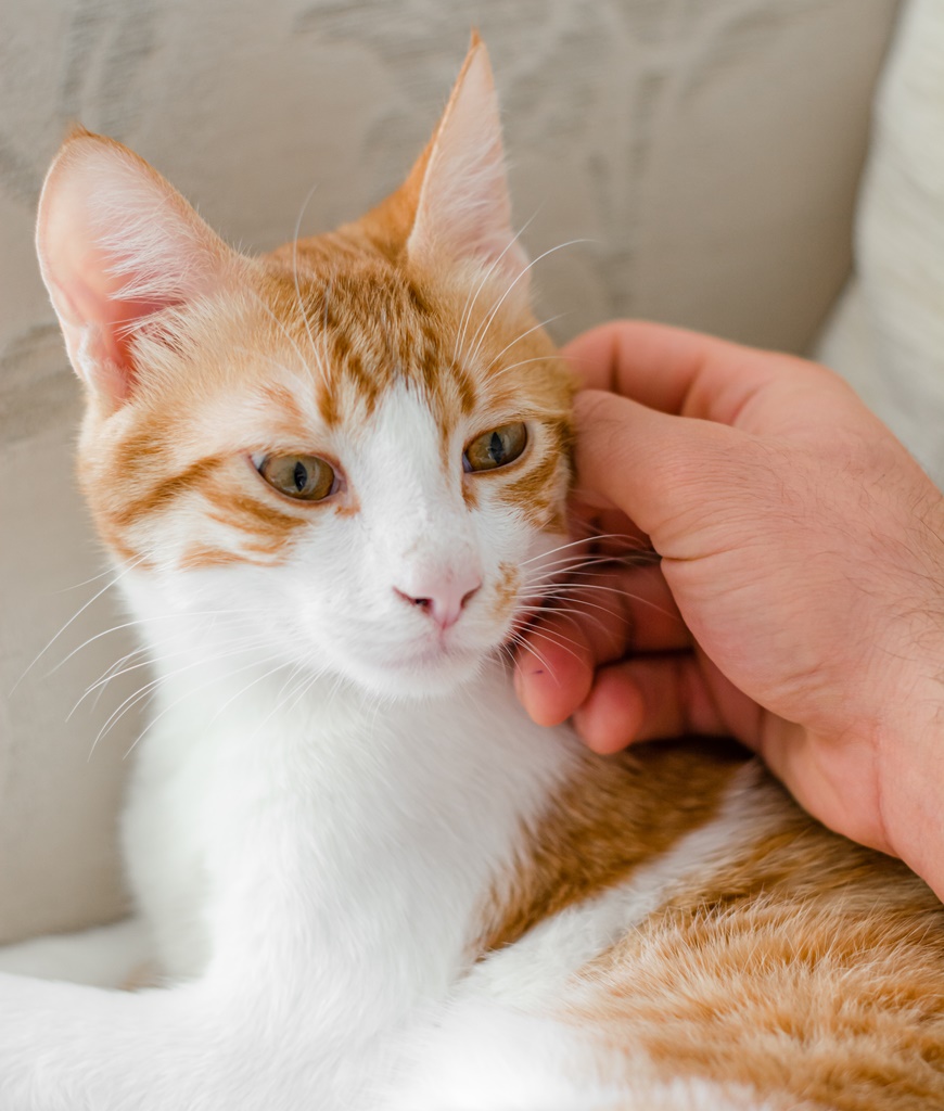 vet checks cat`s wellness