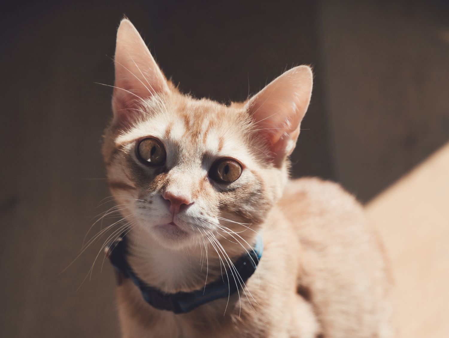 A brown kitten