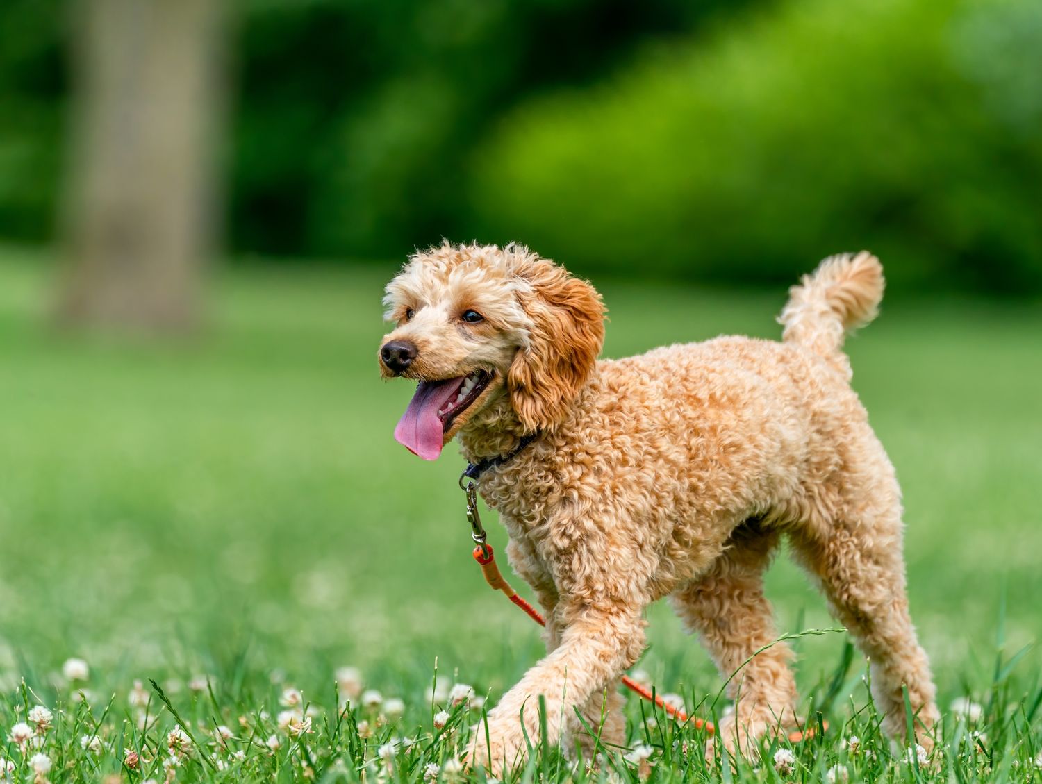 A dog happily walking on a grass field