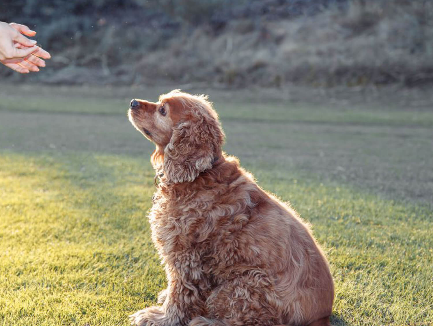 dog laying in grass