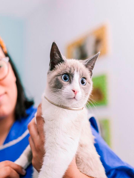 A vet holding a cat