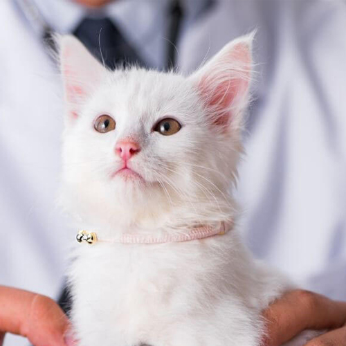 A white cute cat