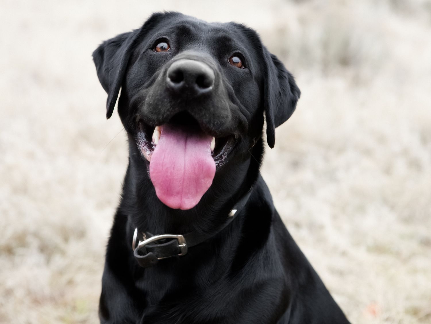 Black dog in a field