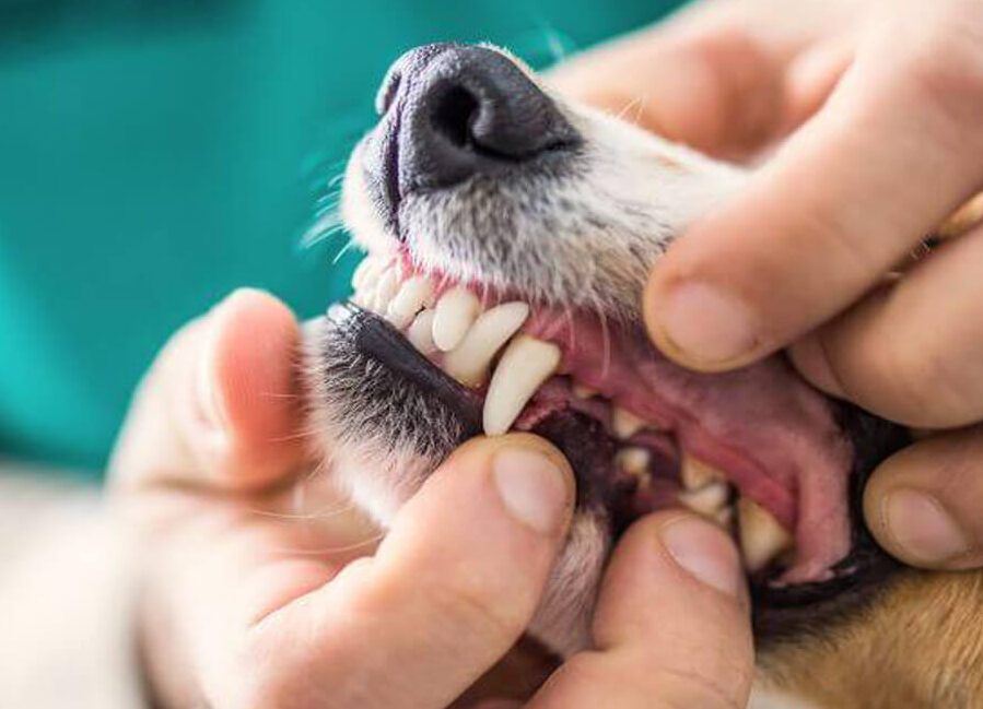 vet checks dog`s teeth