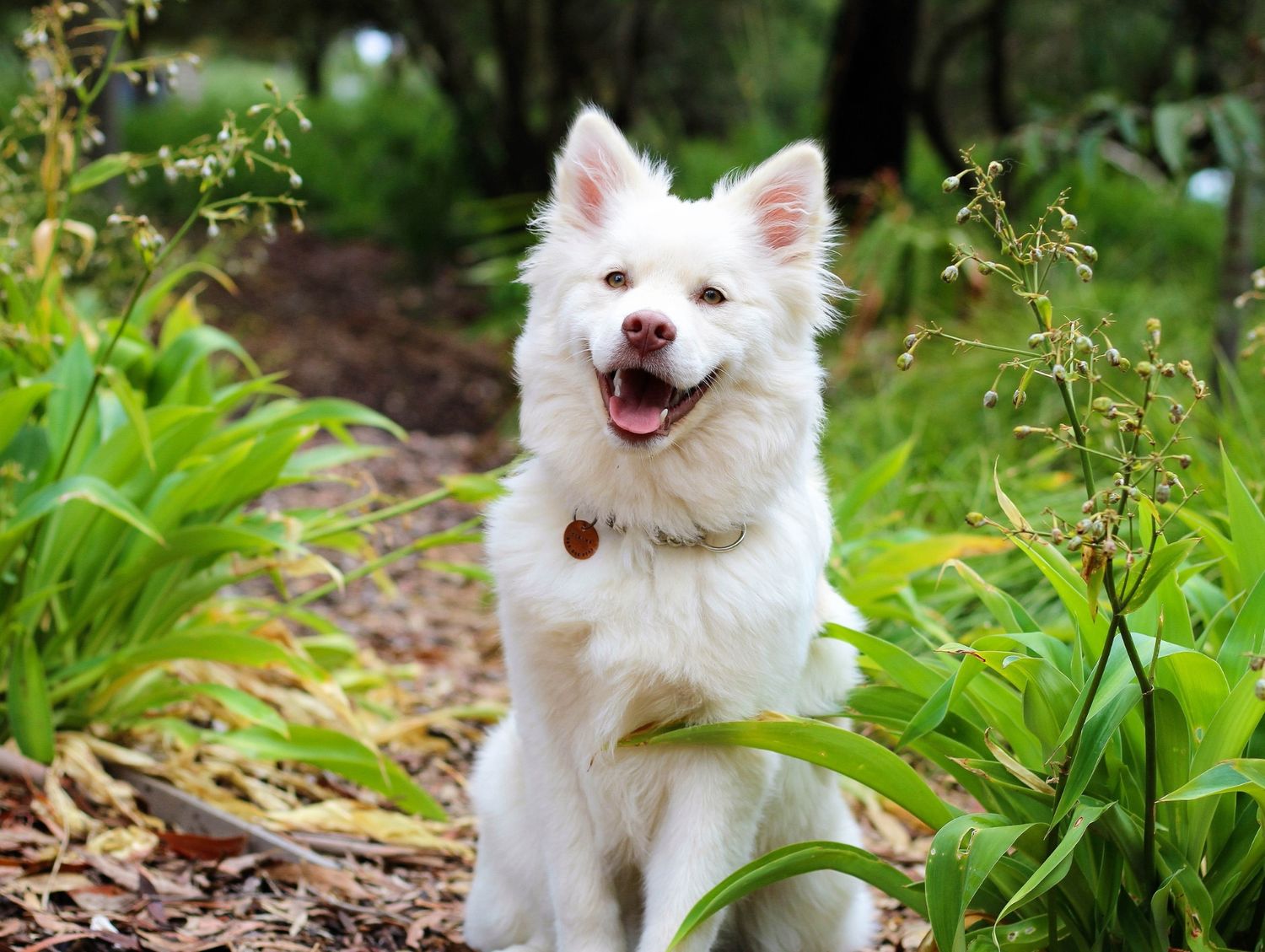 White happy dog