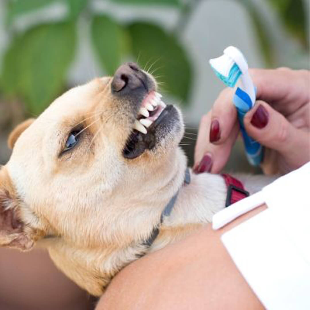 dog Teeth Cleaning