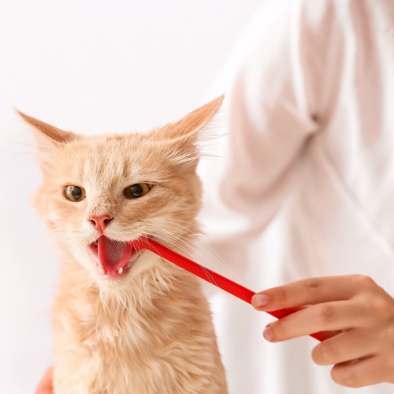 dental care