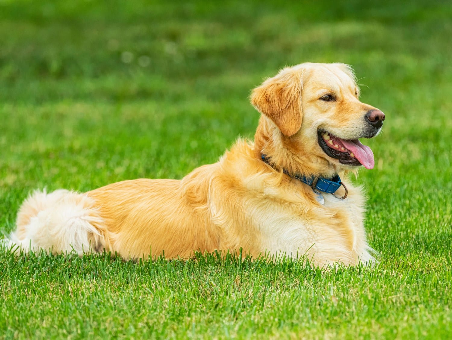 golden retriever resting peacefully on green grass