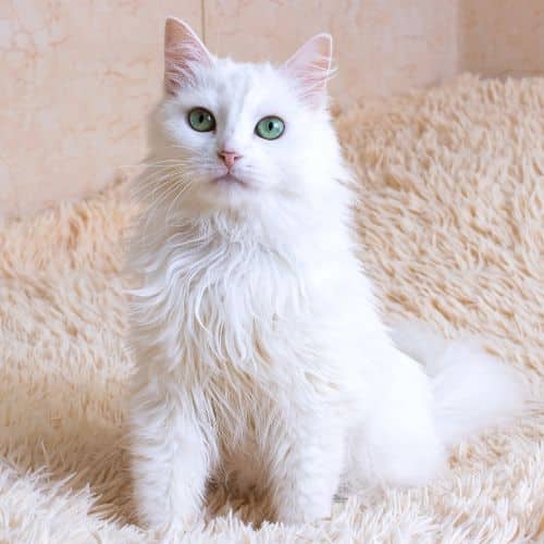 A white cat with green eyes