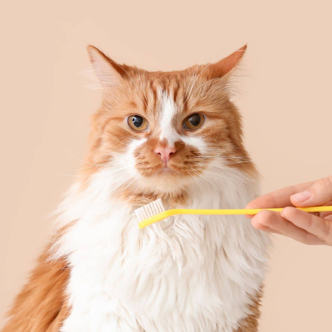 A person brushing cute cat's teeth
