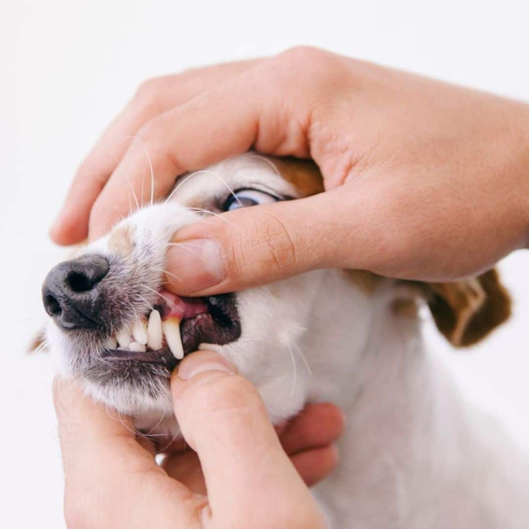 A person checking dog's teeth
