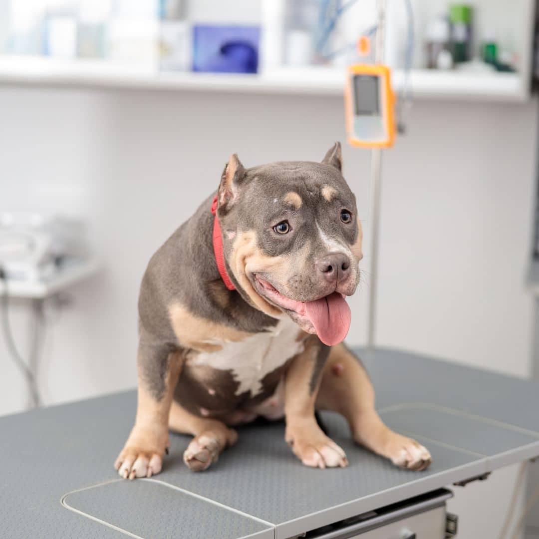 cute dog after medical treatment