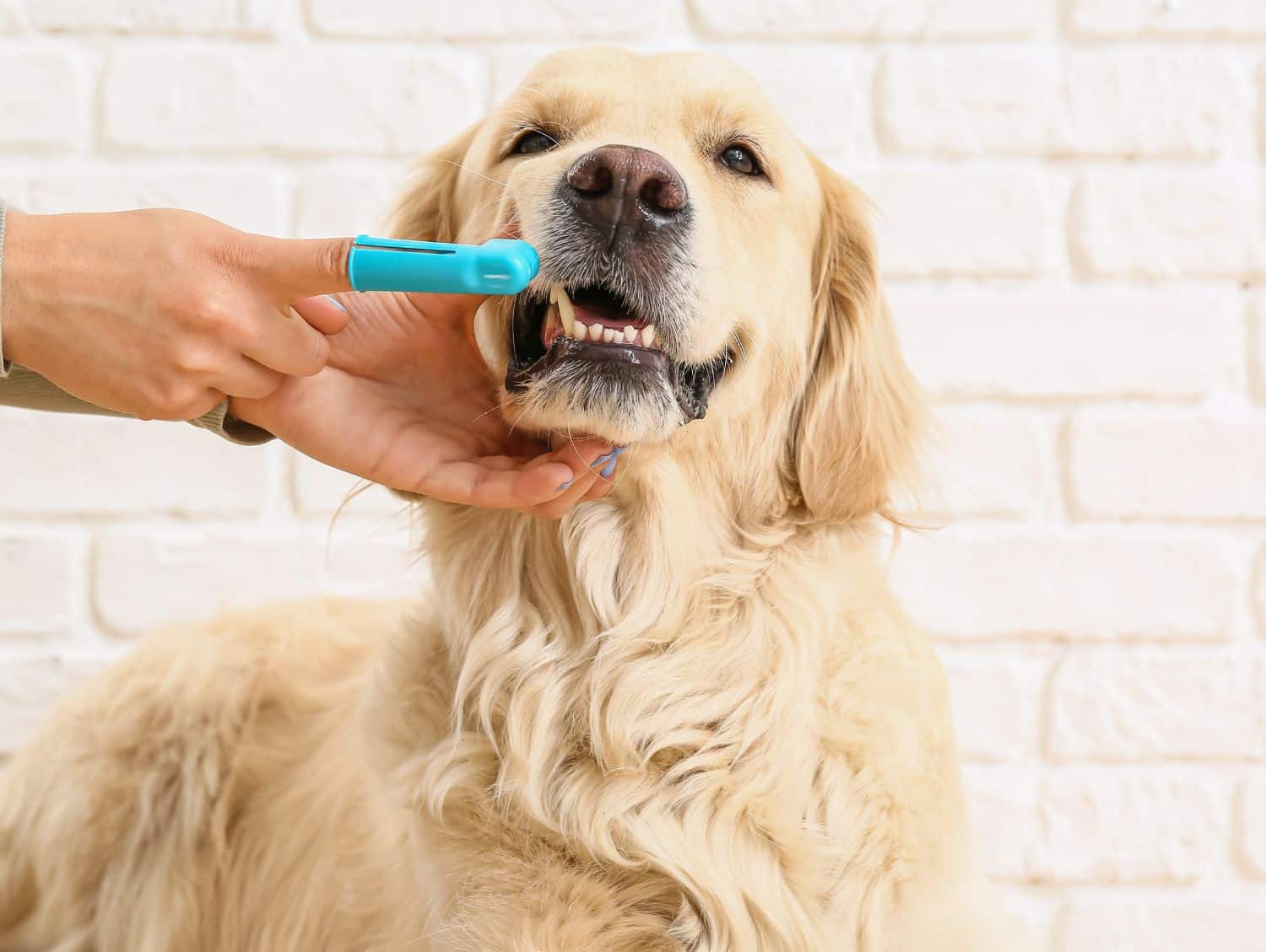 A person brushing teeth of cute dog