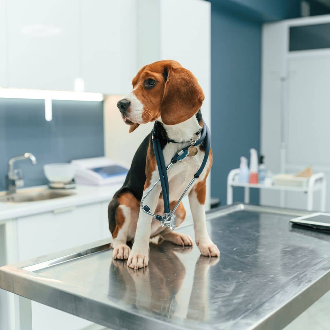 Cute dog is sitting on the table