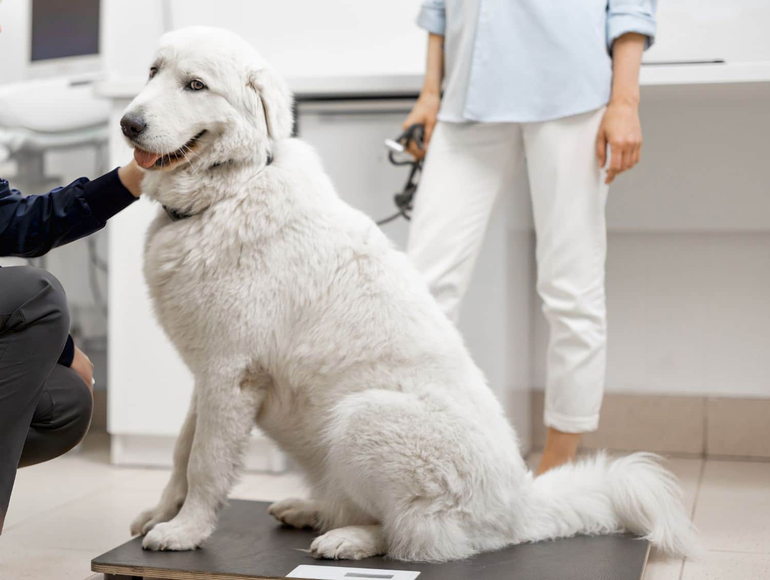 vet checks cat`s wellness