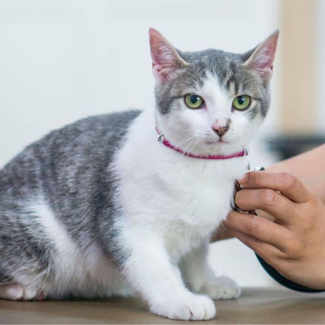 A grey and white cat being examined by vet