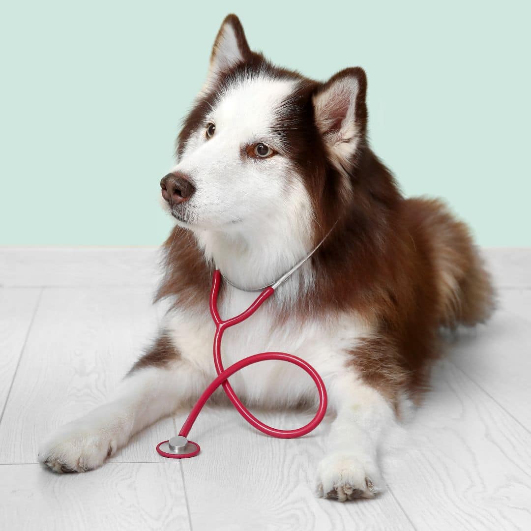 Cute husky dog with stethoscope