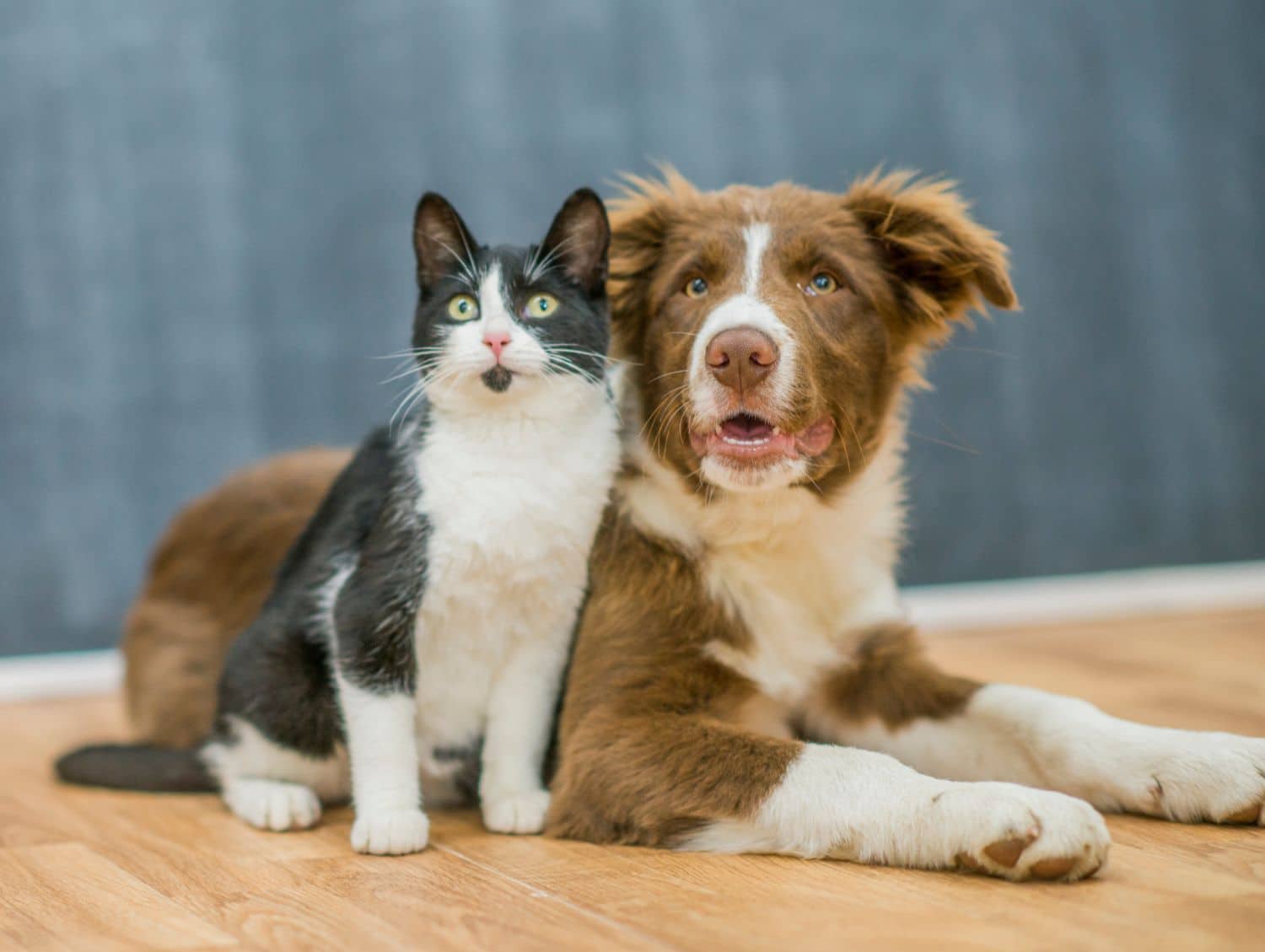 cute dog and cat sitting on floor