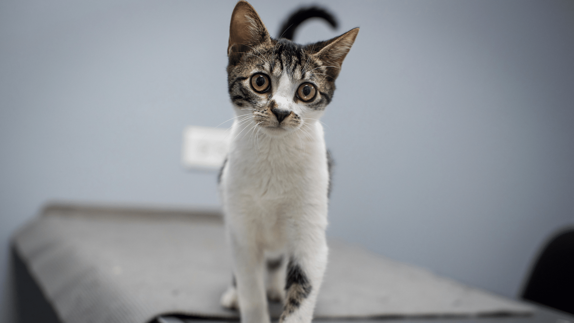 vet checks cat`s wellness